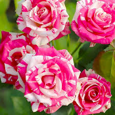 Роза миниатюрная Фаерворкс