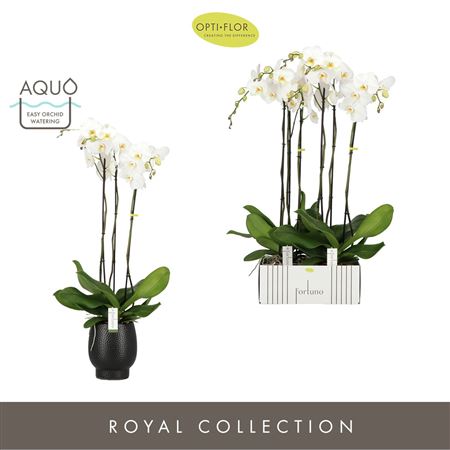 Phal Fortuno Alto 3st In Abruzzo Black Aquo