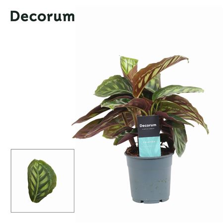 Calathea Moonlight (decorum)