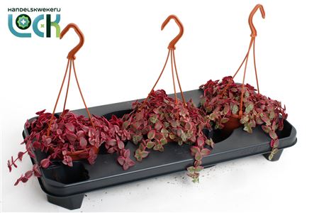 Crassula Marginalis Hangpot