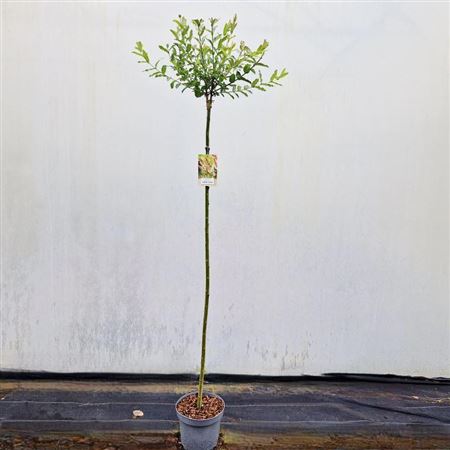 Salix In Hakuro-nishiki On Stem