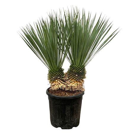 Yucca Rostrata Double Stem