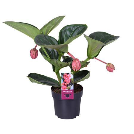 Medinilla Magnifica Lambada 2 Etage 3+