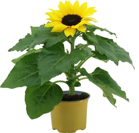 Helianthus Sunsation Ton Sur Ton