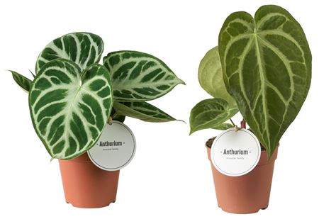 Anthurium Mix