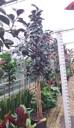 Ficus Elastica Abidjan Multistam