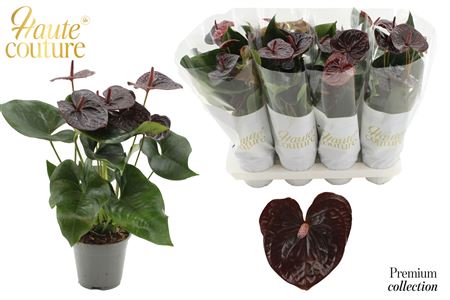 Anthurium 14 Cm Tranquillo In Haute Couture Sleeve