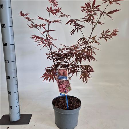 Acer Palm Trompenburg