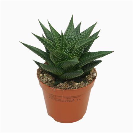 Haworthia Limifolia