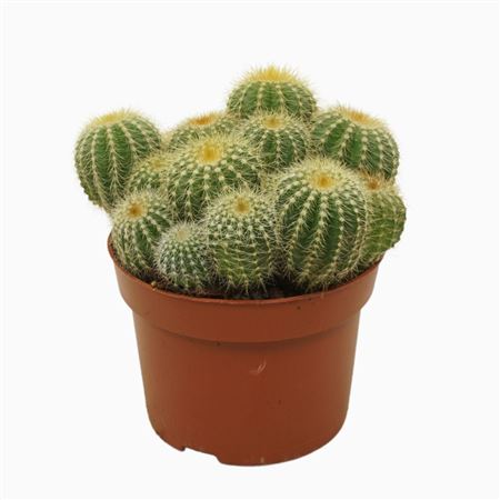 Eriocactus Warasii