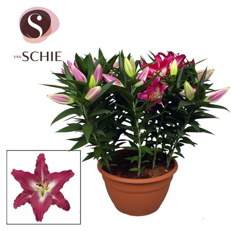 Lilium Or Entertainer Xl 15pp