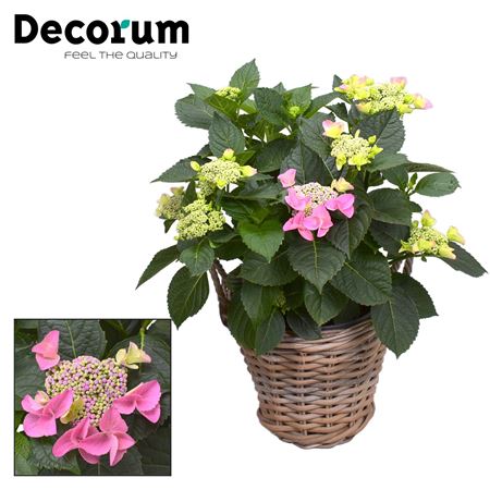 Hydrangea Teller Nizza Pink In Basket (decorum)