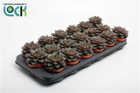 Echeveria Purpusorum