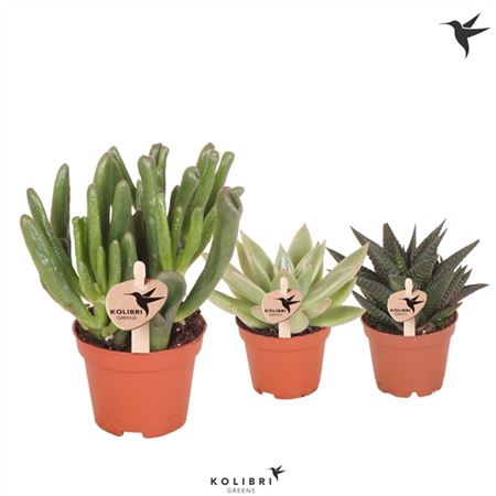 Succulent Mix