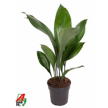 Aspidistra Elatior 9+
