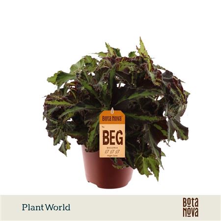 Begonia Rex Lion Dance