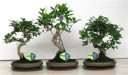 Bonsai Mix, Indoor,ape, With