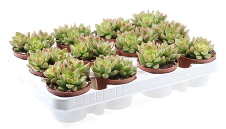 Sedum Adolphi