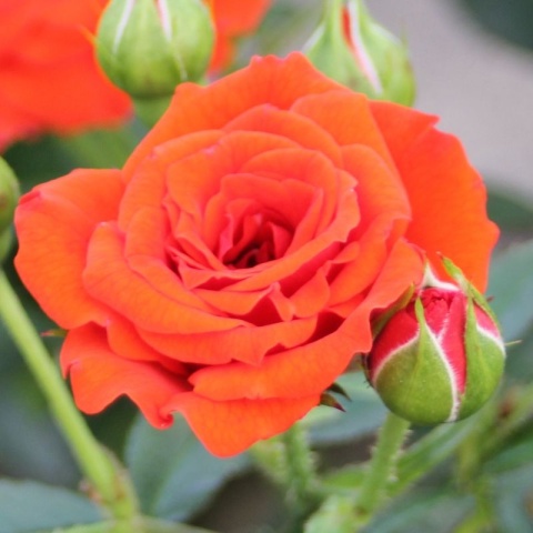 Роза флорибунда Оранж Бейби