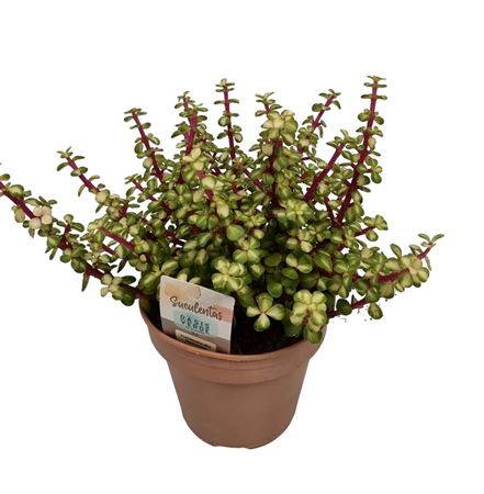 Portulacaria Afra Mediopicta