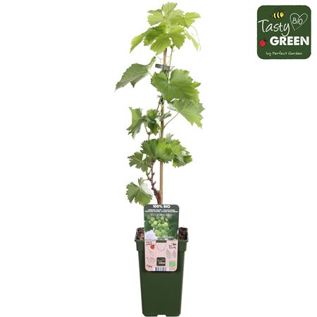 Vitis Vin Centennial Seedless Bio