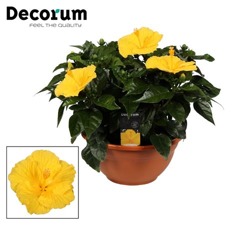Hibiscus Aura Yellow 4+ (decorum)