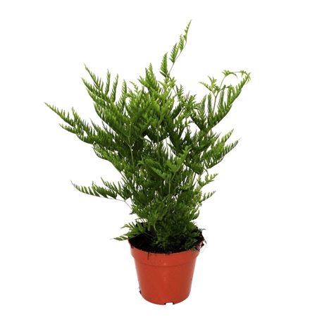 Pteris Straminea