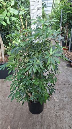 Schefflera Compacta Branched Bush