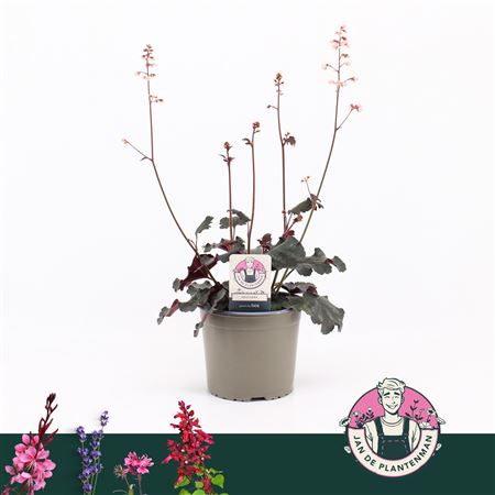 Heuchera Vilosa Hip Hip Hooray