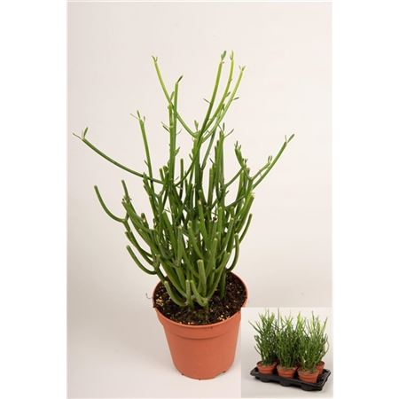 Euphorbia Tirucalli