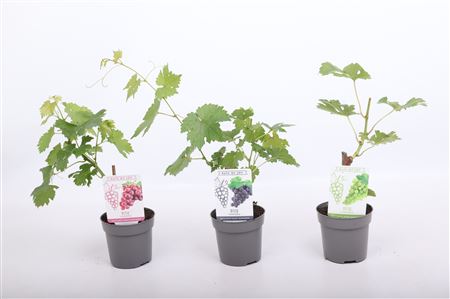 Vitis Vin Boskoop Glory