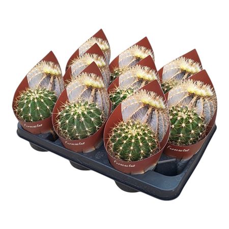 Ferocactus Schwartzii Potcover