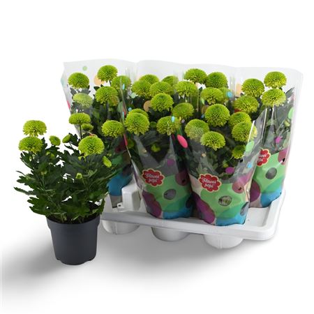 Chrys Flowerpops Mono Green 5pp