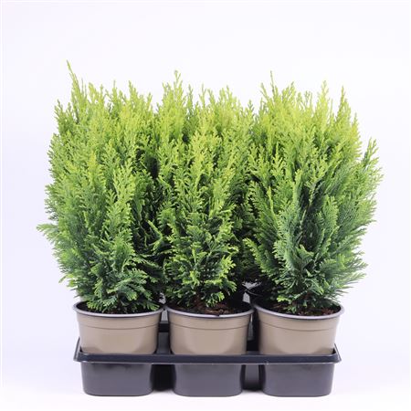 Chamaecyparis Lawsoniana Ellwood's Empire