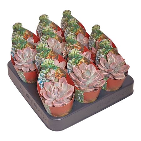 Graptoveria Mrs Richards Potcover