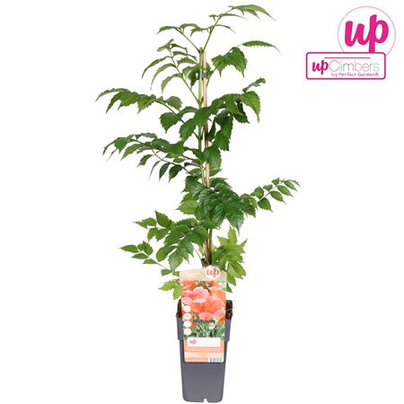 Campsis Radicans Flamenco (grafted)