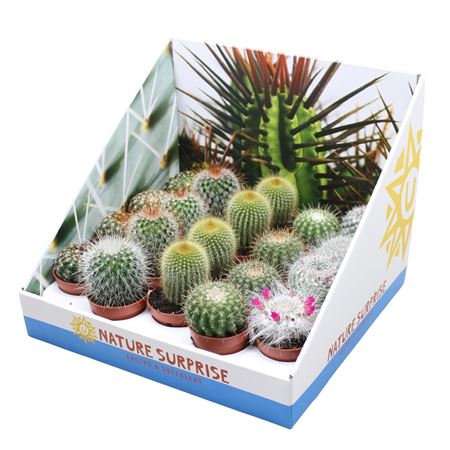 Cactus Ball Mix In Showbox