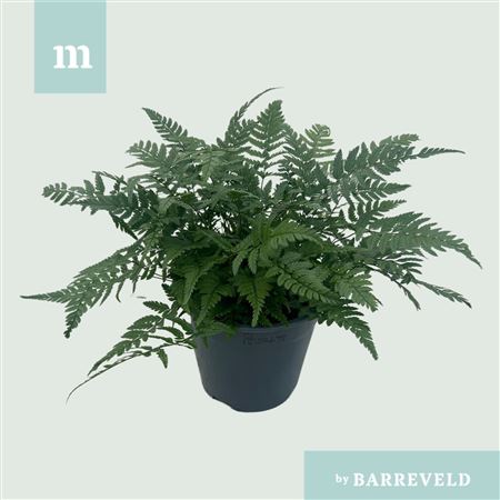 Polystichum Tsussimense