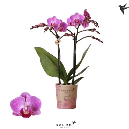 Phal 2st Vienna 22+ (ok)