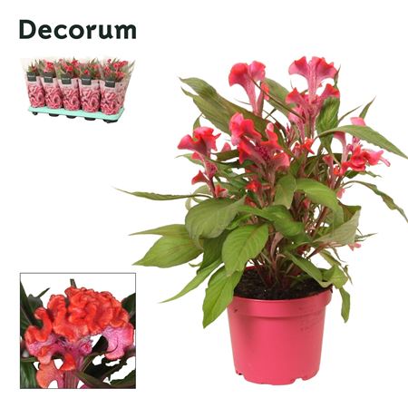 Celosia Hot Topic Pink Sleeve (decorum)
