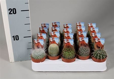 Cactus Bol Mix