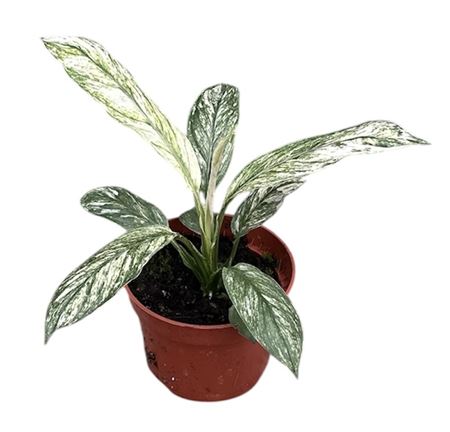 Spath Sensation Variegata