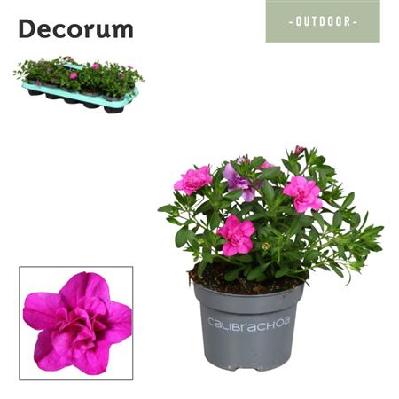Calibrachoa Double Pink (decorum)