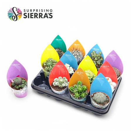 Cactus Mix (12spc.) (sierra) Sierra Collection