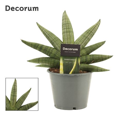 Sansevieria Rookie Fan (decorum)