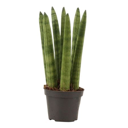 Sansevieria Cylindrica Straight