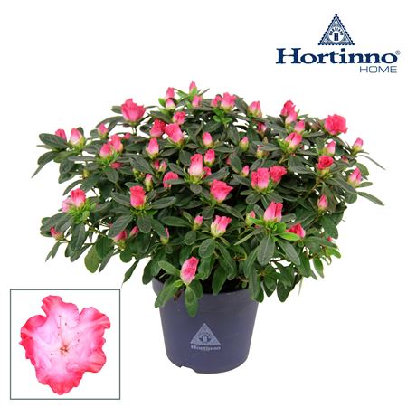 Azalea Hortinno Princes Pinky