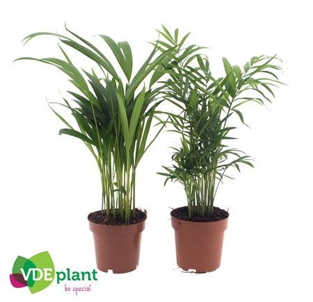 Palm Mix