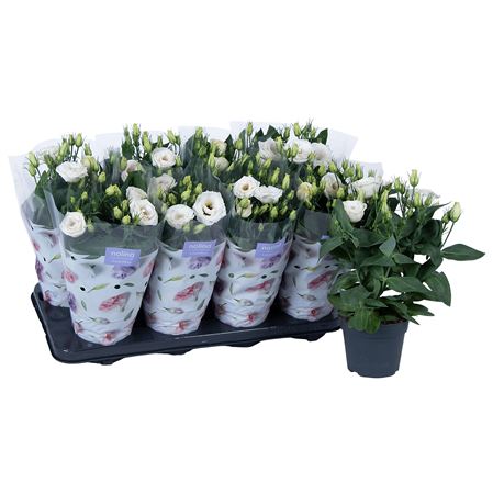 Lisianthus Julietta White