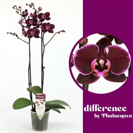 Phal 2st Debora 14+(phalaenova)